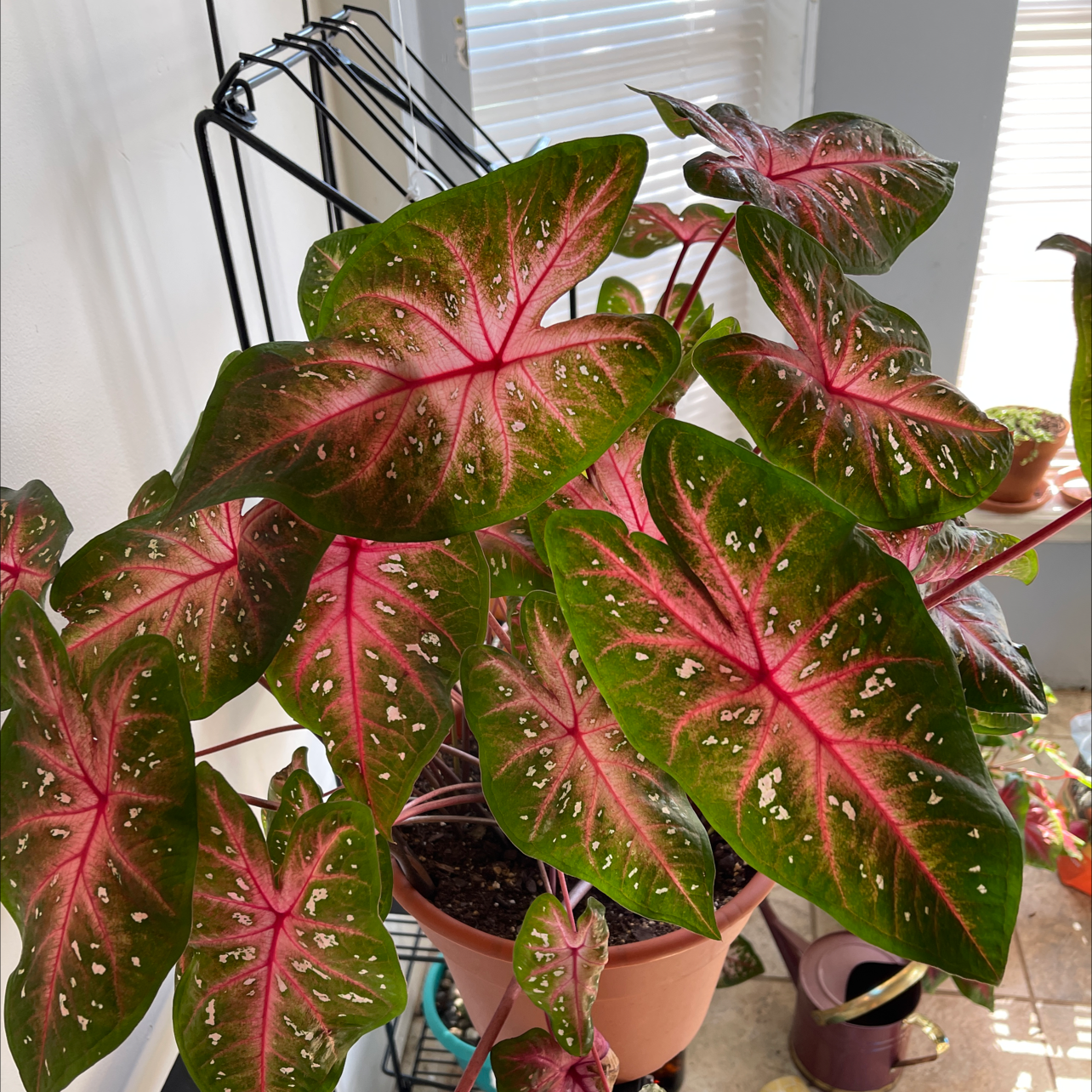 Healthy Caladium 'Heart of Jesus' plant with vibrant pink and green heart-shaped leaves in a small pot, well-framed image.