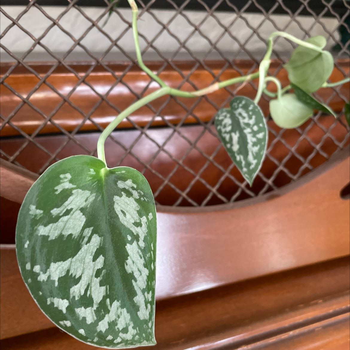 Photo of the plant species Silver Satin Pothos by @stephmadsmith named Mary on Greg, the plant care app
