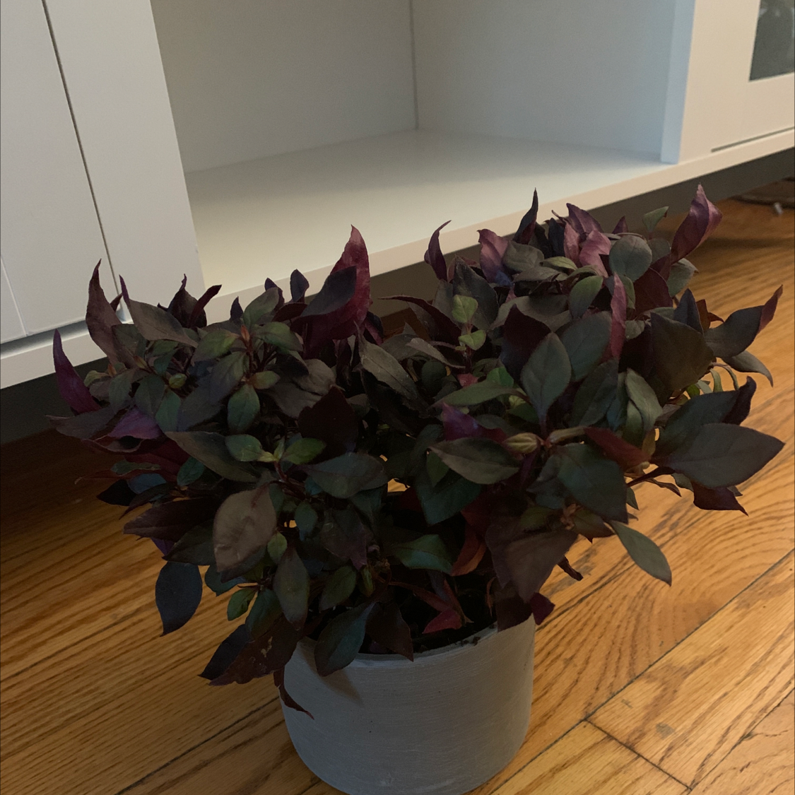 Potted Brazilian Joyweed with dark green and purple leaves indoors on a wooden floor.