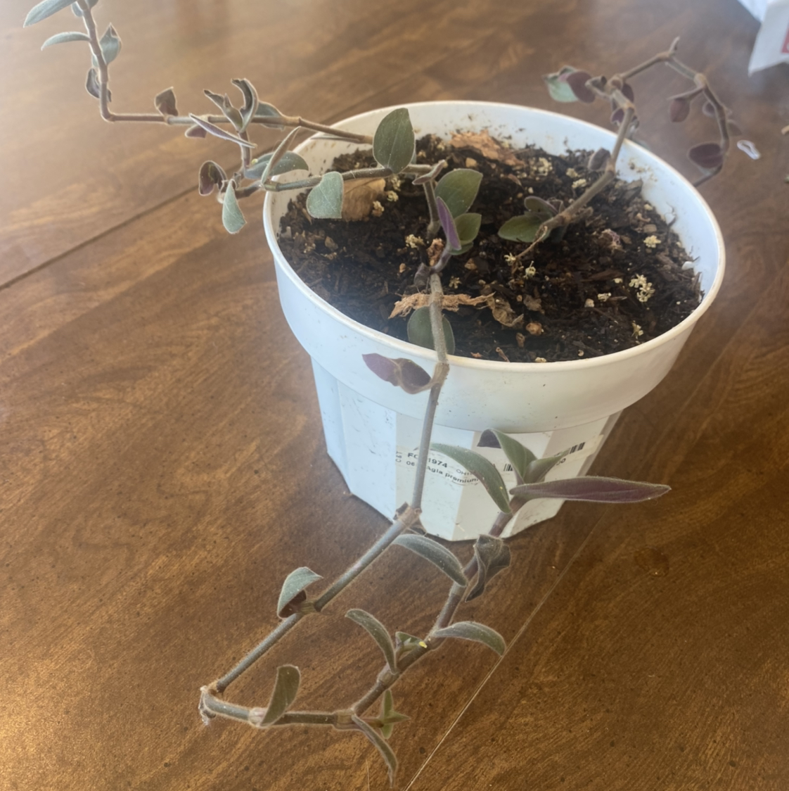 Potted Teddy Bear Vine with elongated stems and small leaves in moderate health.