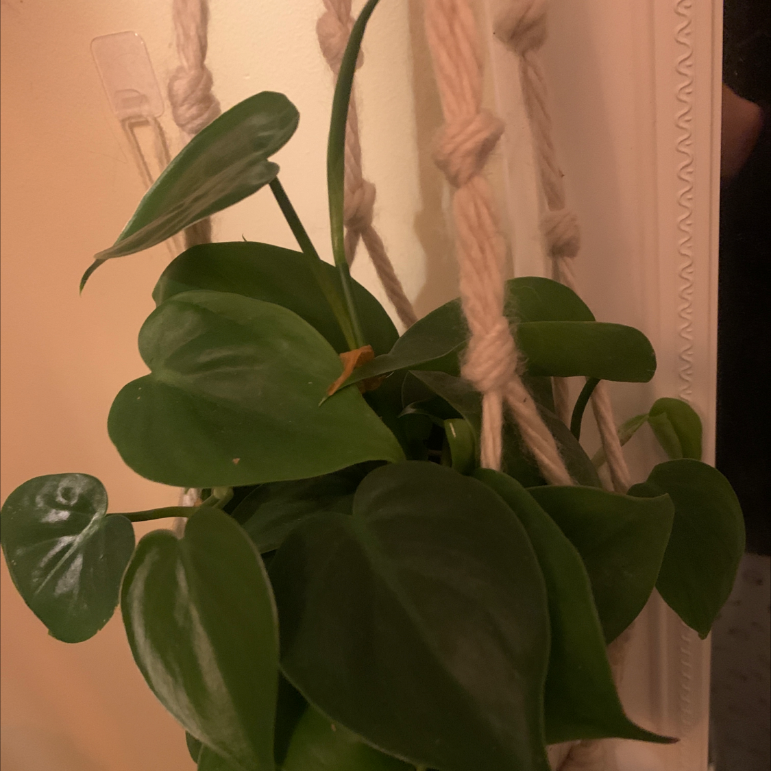 Taro Vine plant photo by @Itsloismae named Zeus on Greg, the plant care app.