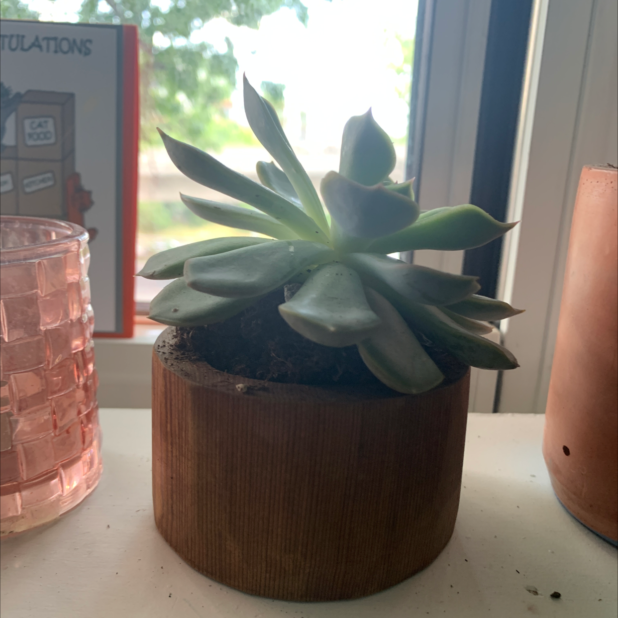 Echeveria 'Orion' succulent in a wooden pot on a windowsill.
