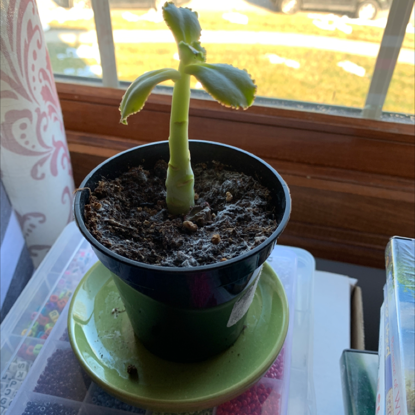 Potted Lavender Scallops plant with a thick stem and a few leaves, placed near a window.