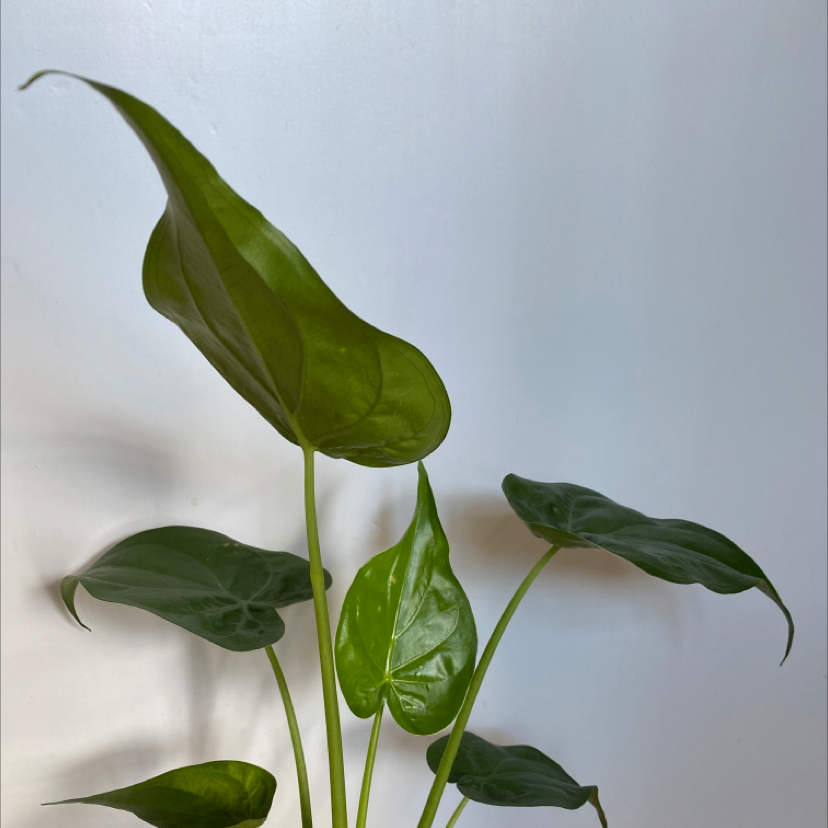 Photo of the plant species Hardy Elephant Ears by @Kiara_s named Denali on Greg, the plant care app