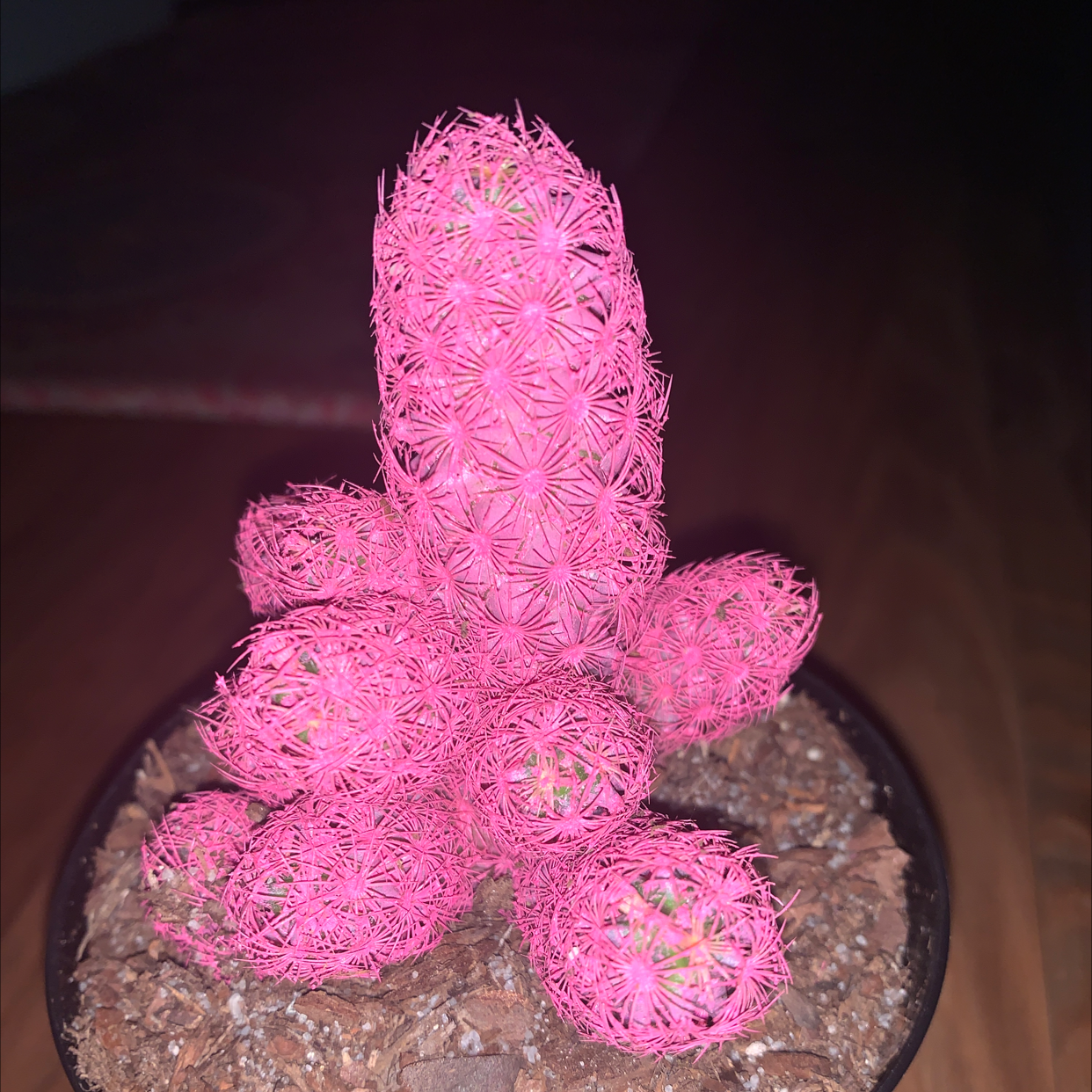 Arizona Rainbow Cactus with vibrant pink coloration in a pot with visible soil.