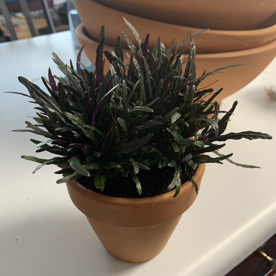 Potted Dragon's Tongue plant with dark, elongated leaves.