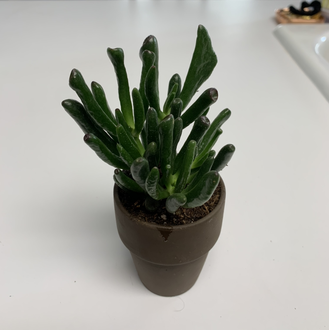 Healthy Gollum Jade plant in a small pot with green, fleshy leaves.