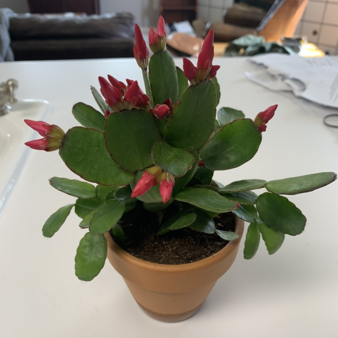 Healthy Easter Cactus with green leaves and red flower buds in a terracotta pot.
