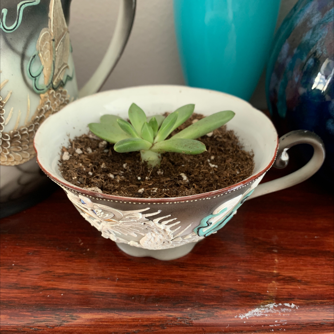 Photo of the plant species Echeveria tolimanensis by @GreenisthenewBlack named Eva on Greg, the plant care app