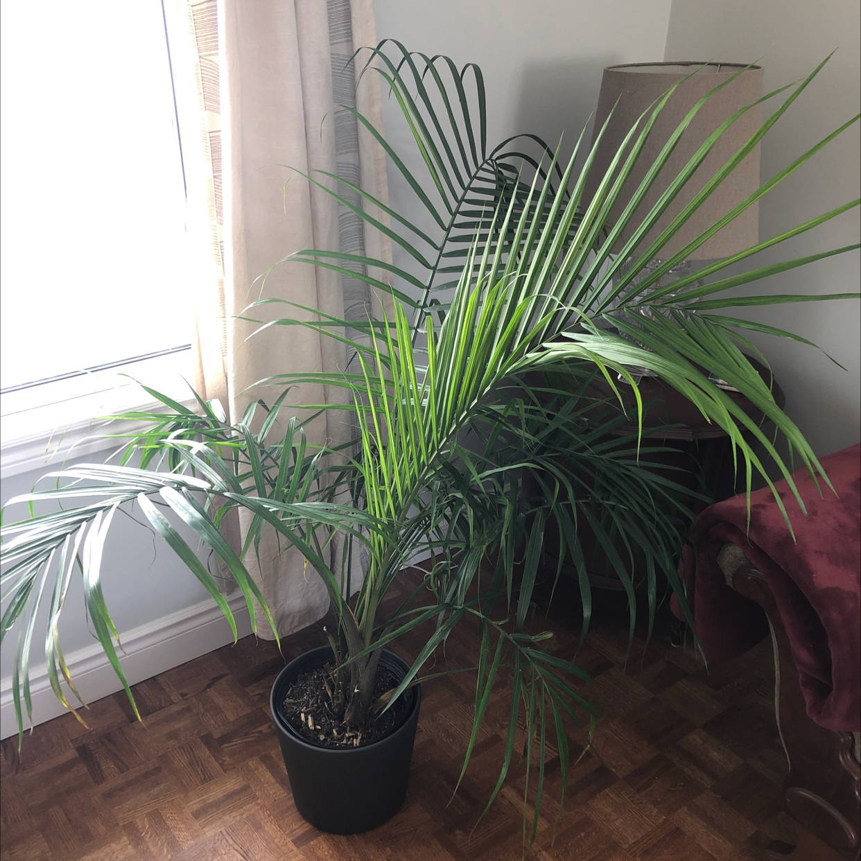 Majesty Palm plant photo by Laura named Palm on Greg, the plant care app.