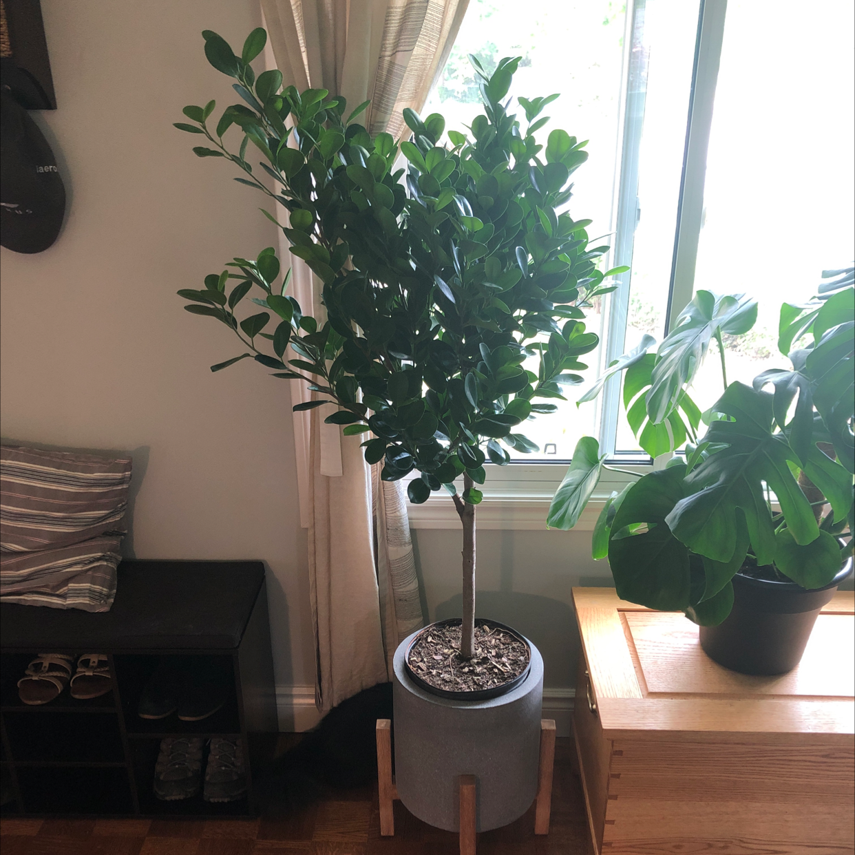 Ficus Moclame plant in a pot indoors near a window, healthy green leaves.
