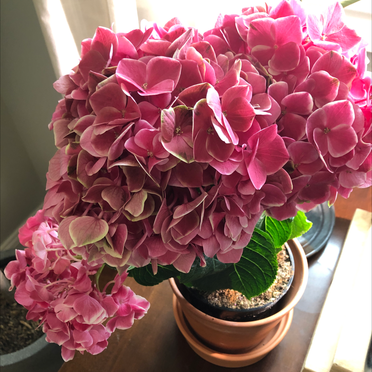 French Hydrangea with vibrant pink flowers in a pot, well-framed and in focus.
