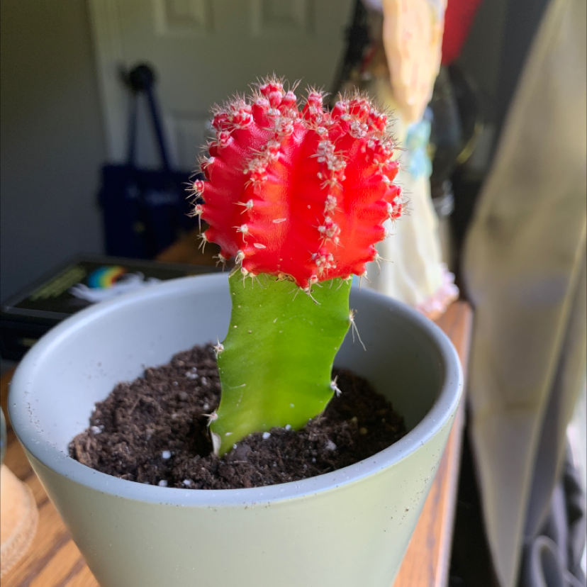 Photo of the plant species Gymnocalycium stenopleurum by @auntyjo77 named Jimnasium Milk Mija da Vinci Friedricky II on Greg, the plant care app