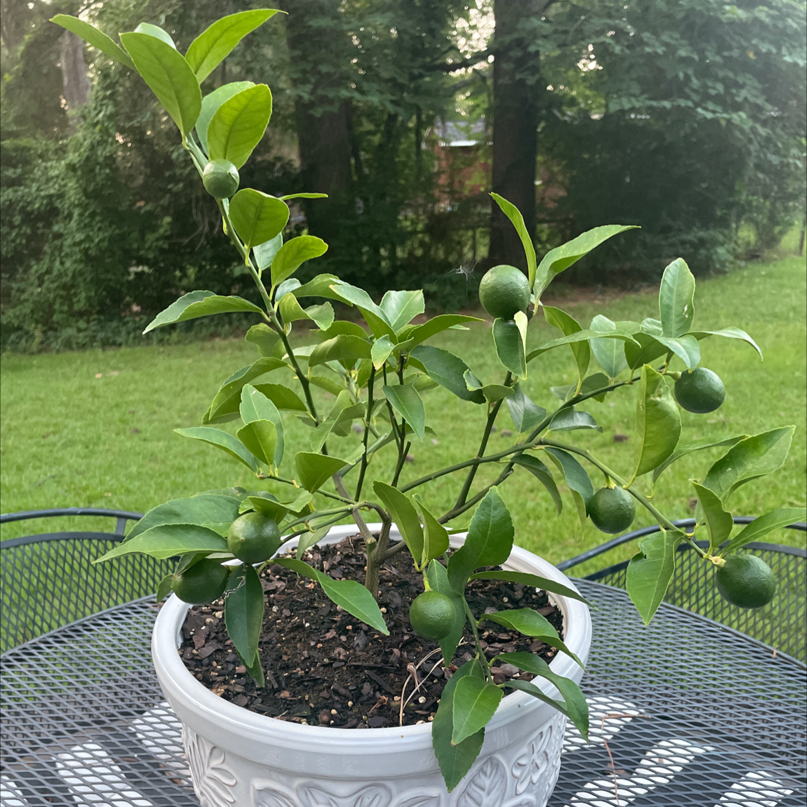 Potted Oval kumquat plant with green fruits on an outdoor table.