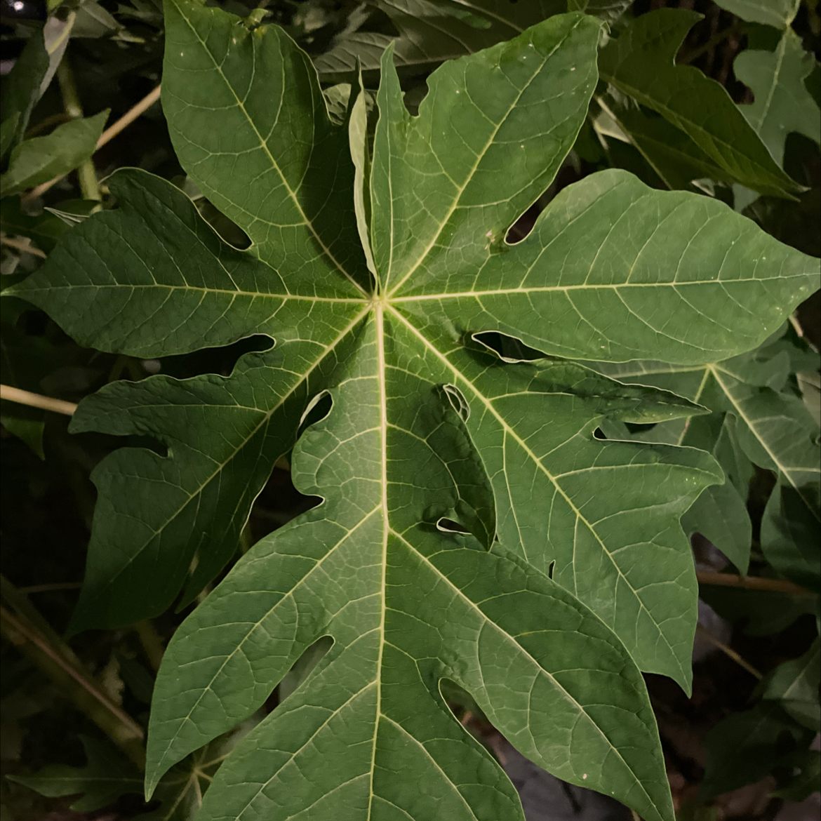 🍈 How to Fertilize Your Papaya