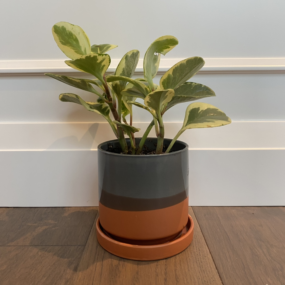 Photo of the plant species Baby Rubber Plant by @Meghanm named Stella on Greg, the plant care app