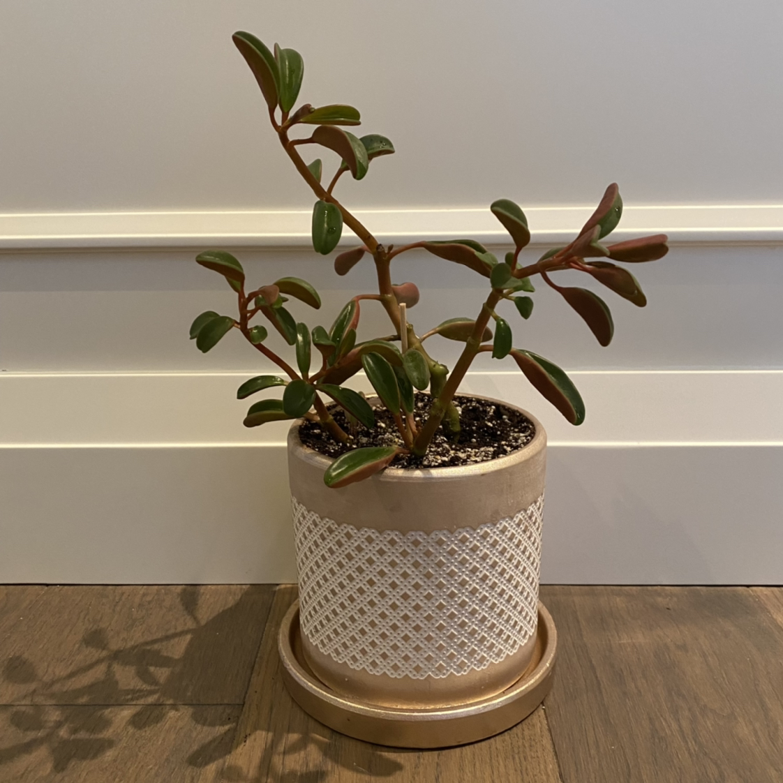 Photo of the plant species Peperomia graveolens 'Ruby Glow' by @Meghanm named Lilo on Greg, the plant care app