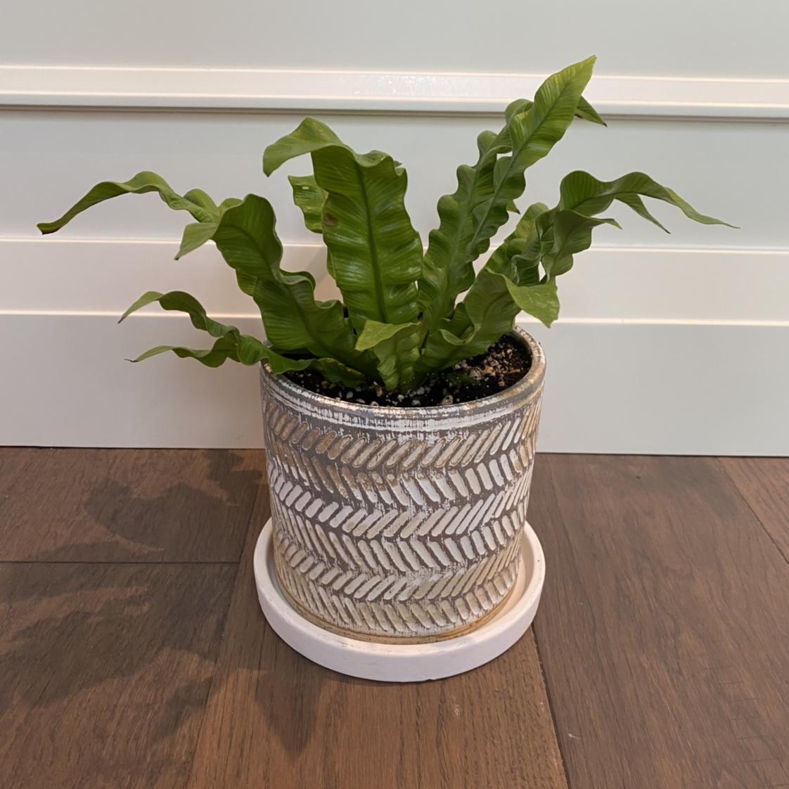 Photo of the plant species Japanese Bird's Nest Fern by @Meghanm named Cristina on Greg, the plant care app