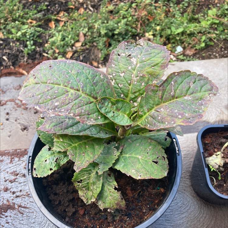 Plant care for Button Pokeweed on Greg, the plant care app