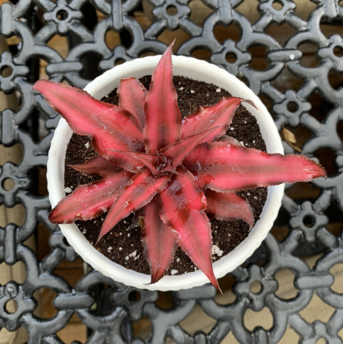 Photo of the plant species Earth Stars by @CAB128 named Scarlett on Greg, the plant care app
