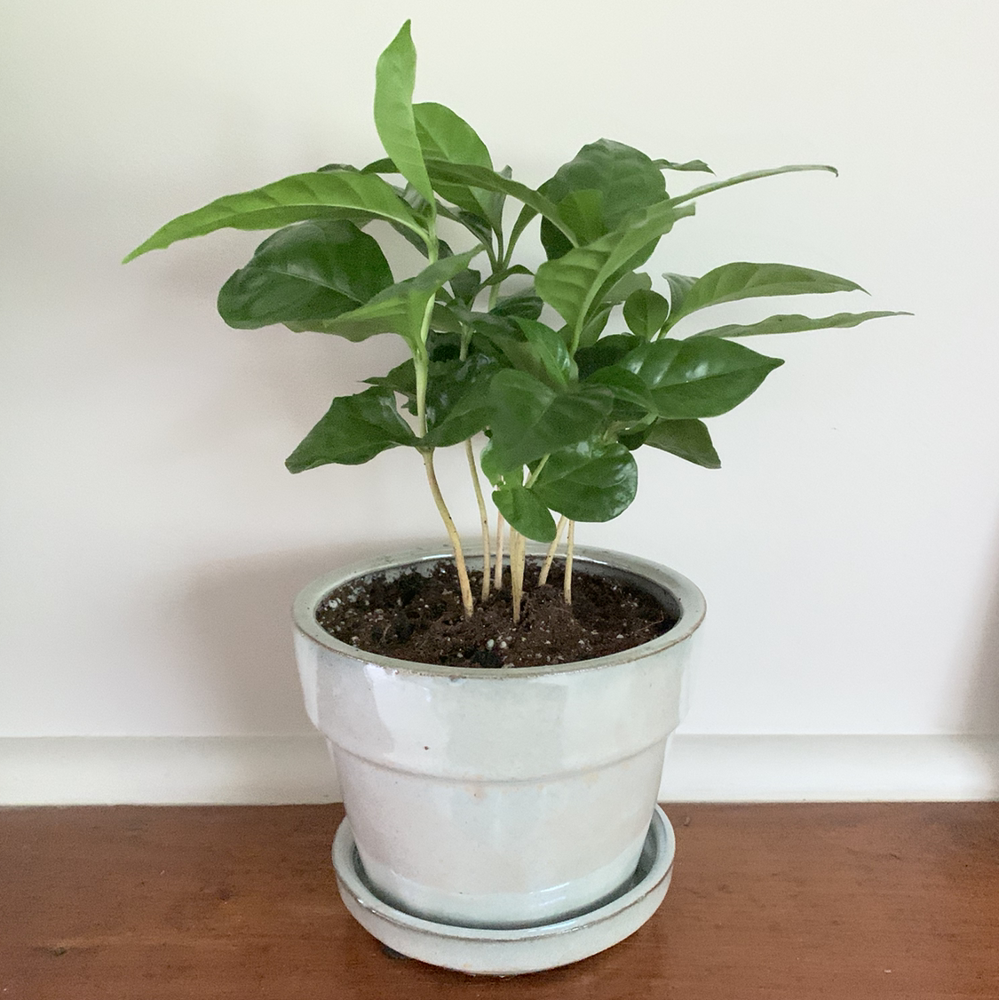 Arabian Coffee Plant plant photo by @CAB128 named Mochi on Greg, the plant care app.