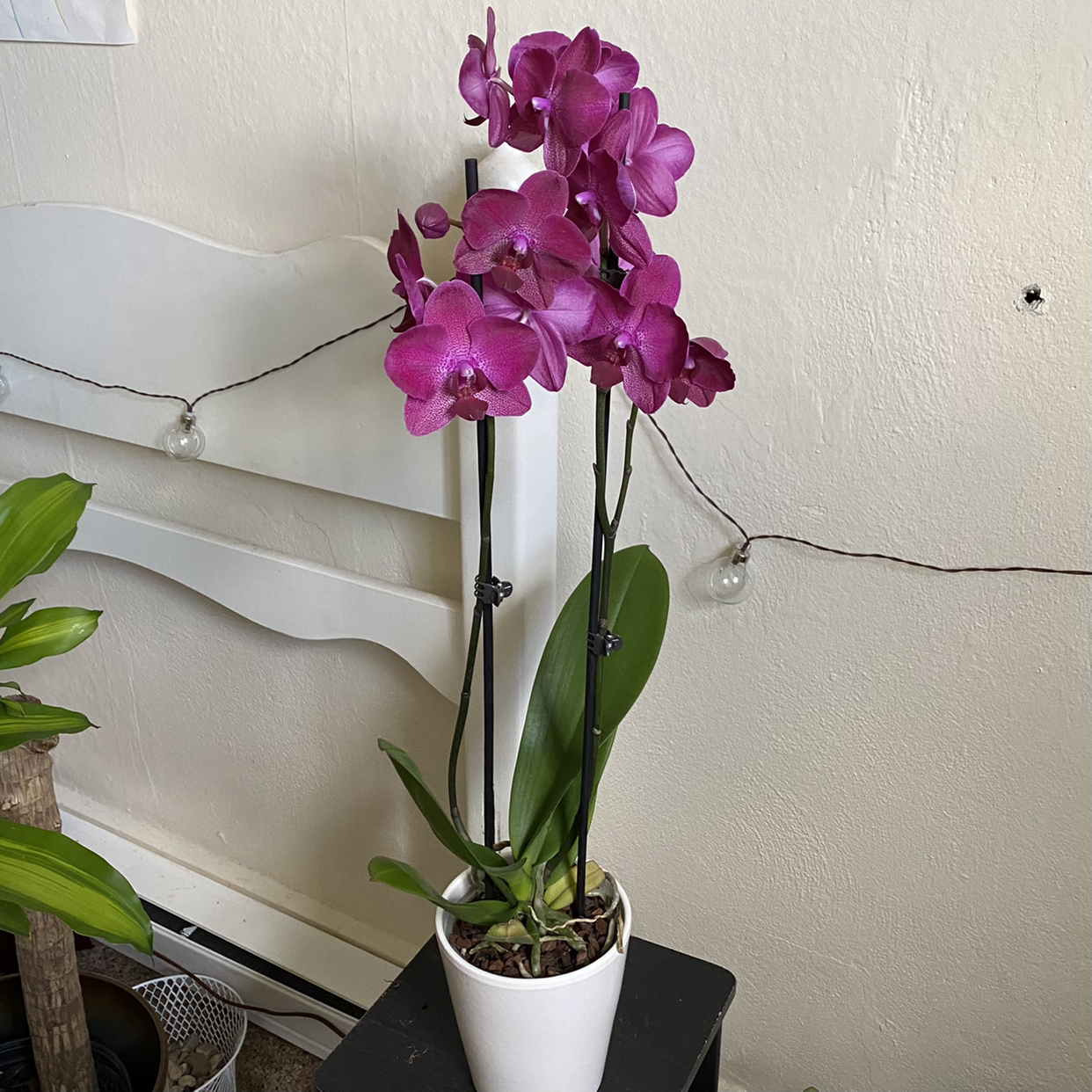 Phalaenopsis Orchid plant photo by @5911labradorite named Amethyst on Greg, the plant care app.