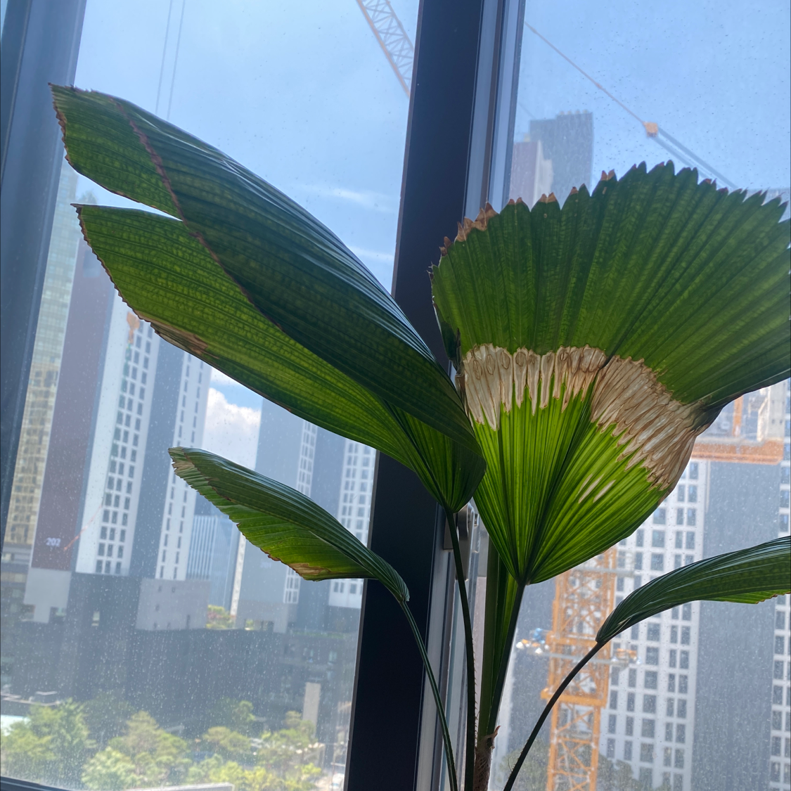Chinese Fan Palm with browning leaf edges near a window with an urban background.