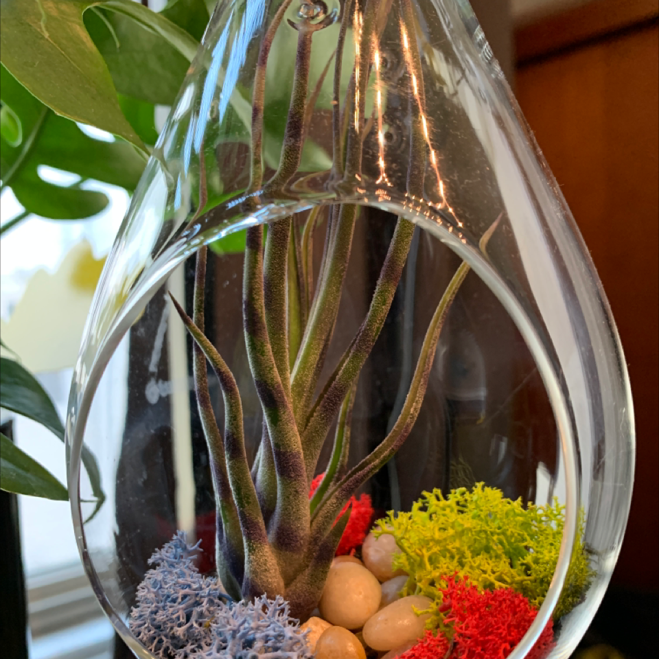Medusa Head Air Plant in a glass terrarium with colorful moss and pebbles.