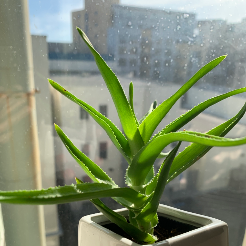 Healthy Climbing Aloe plant in a pot near a window with vibrant green leaves.