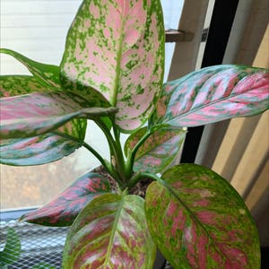 Chinese Evergreen plant photo by Myleafygreenbabies named Lady Grinning Soul on Greg, the plant care app.