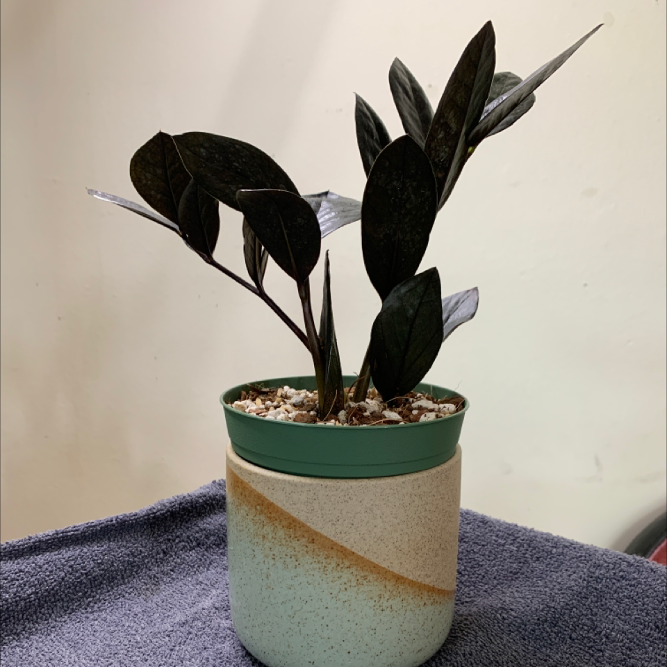 Raven ZZ Plant in a pot on a fabric surface, healthy with dark, glossy leaves.