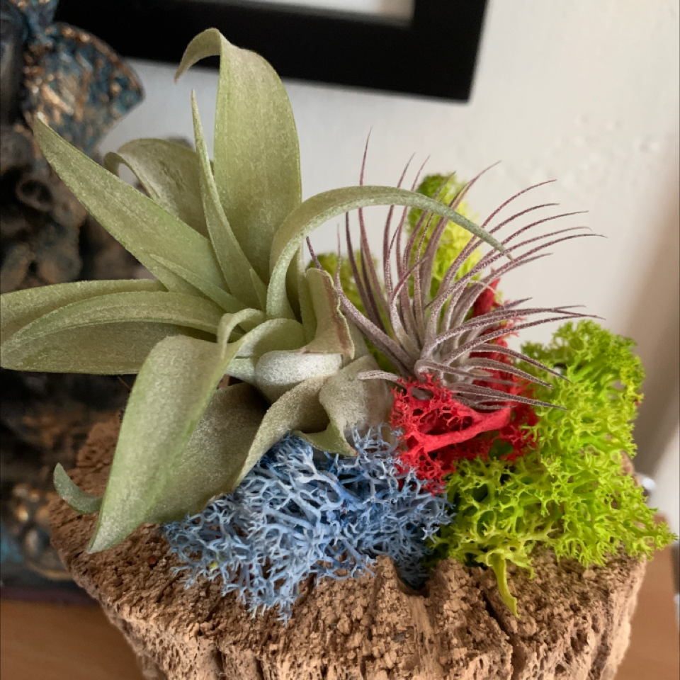 Photo of the plant species Airplane Plant by @DanDeLión named Las Serenas on Greg, the plant care app