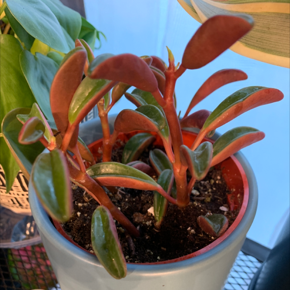 Peperomia graveolens 'Ruby Glow' plant in a pot with vibrant red stems and green leaves.
