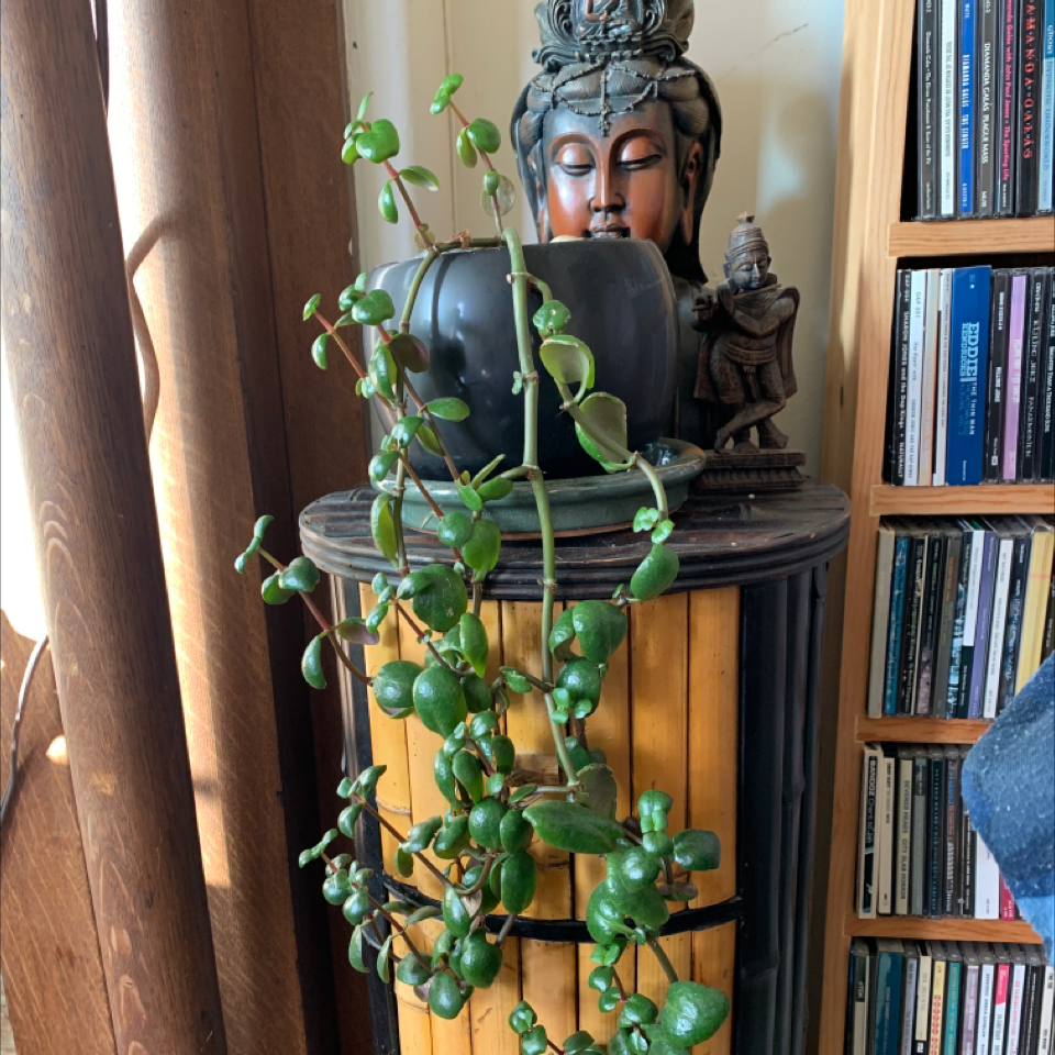 Lucky Plant plant photo by @DanDeLión named Gita on Greg, the plant care app.