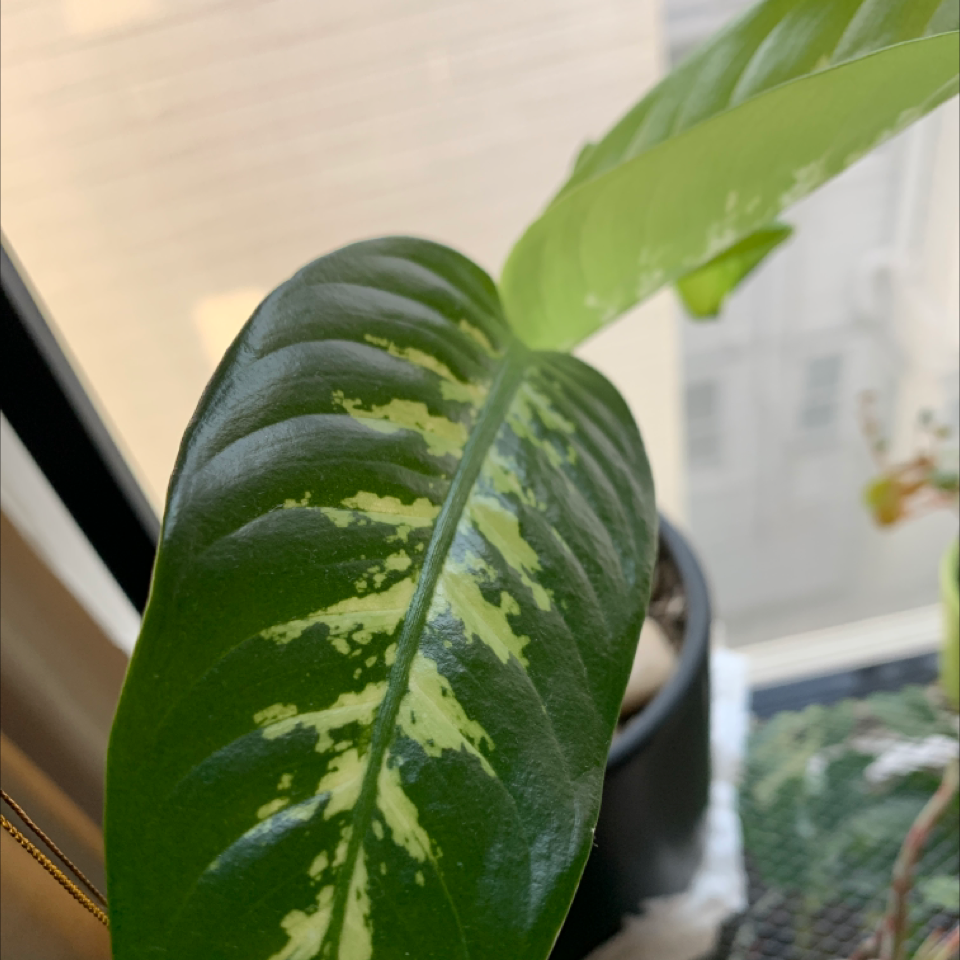 Photo of the plant species Dumbcane Tropic Snow by @DanDeLión named Didier on Greg, the plant care app