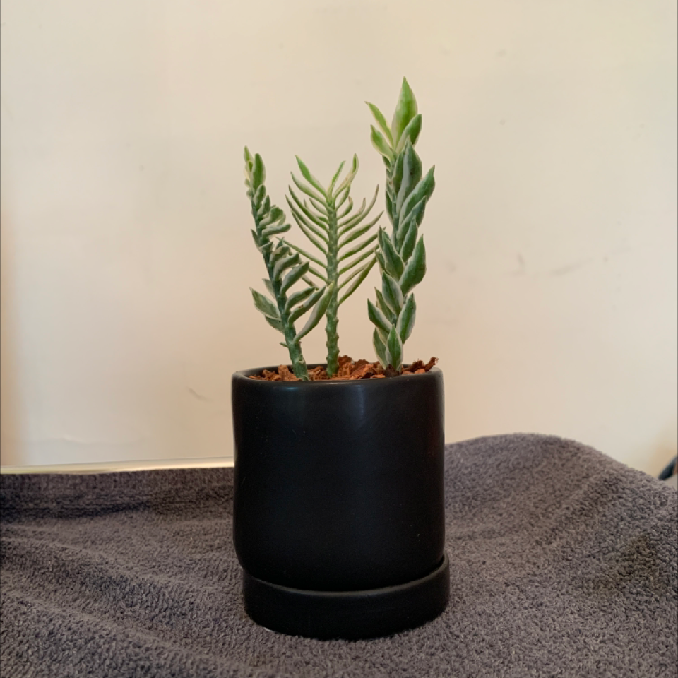 Mother of Thousands plant photo by @DanDeLión named The Three Mothers on Greg, the plant care app.