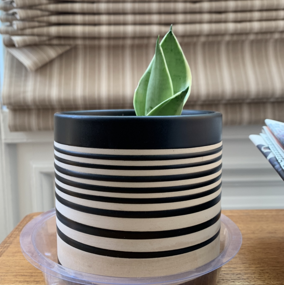 Sansevieria Night Owl plant in a black and white striped pot with a window in the background.