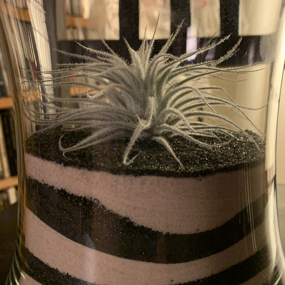 Spreading Airplant (Tillandsia recurvata) in a decorative container with layered sand.