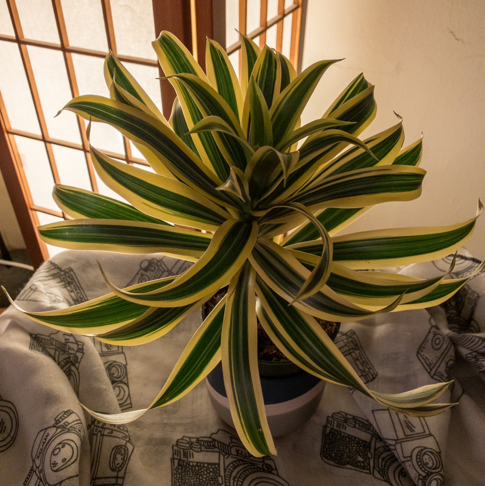A healthy Song of India plant with vibrant green and yellow striped leaves, well-framed and in focus.