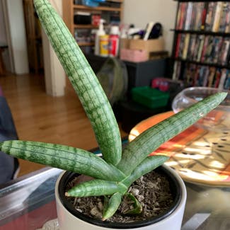 Cylindrical Snake Plant plant in San Francisco, California