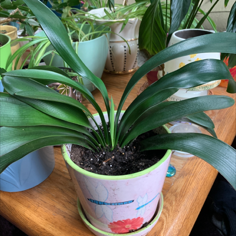 Healthy Bush Lily plant in a decorative pot with green leaves and visible soil.