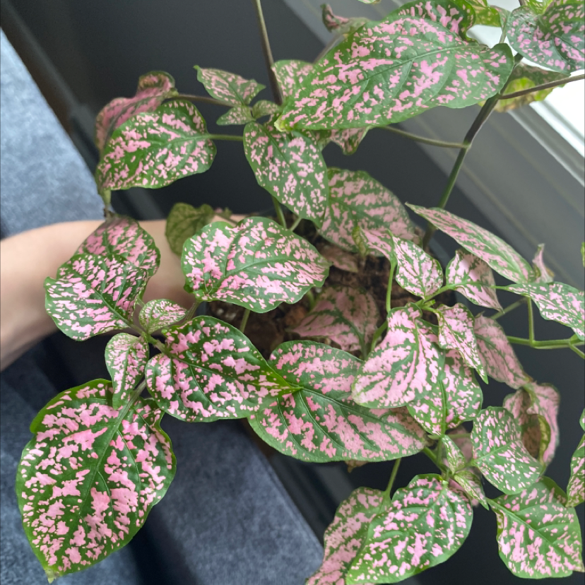 Polka Dot Plant plant photo by @adrianasplants named Polka dot on Greg, the plant care app.