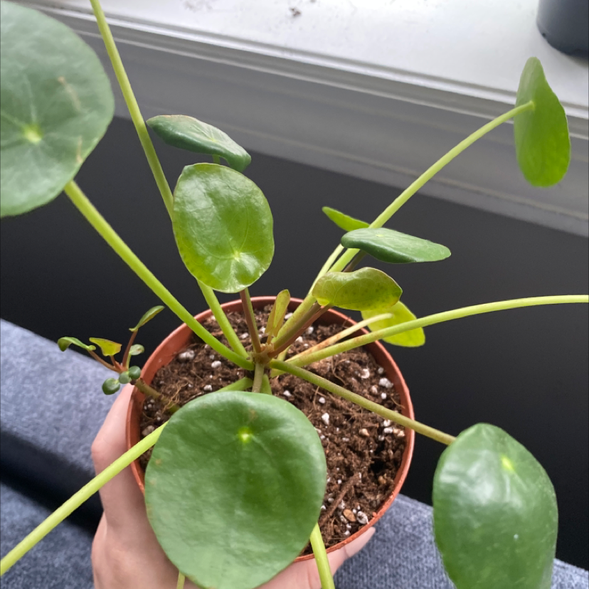 Chinese Money Plant plant photo by @adrianasplants named Pilea ￼￼￼￼ on Greg, the plant care app.