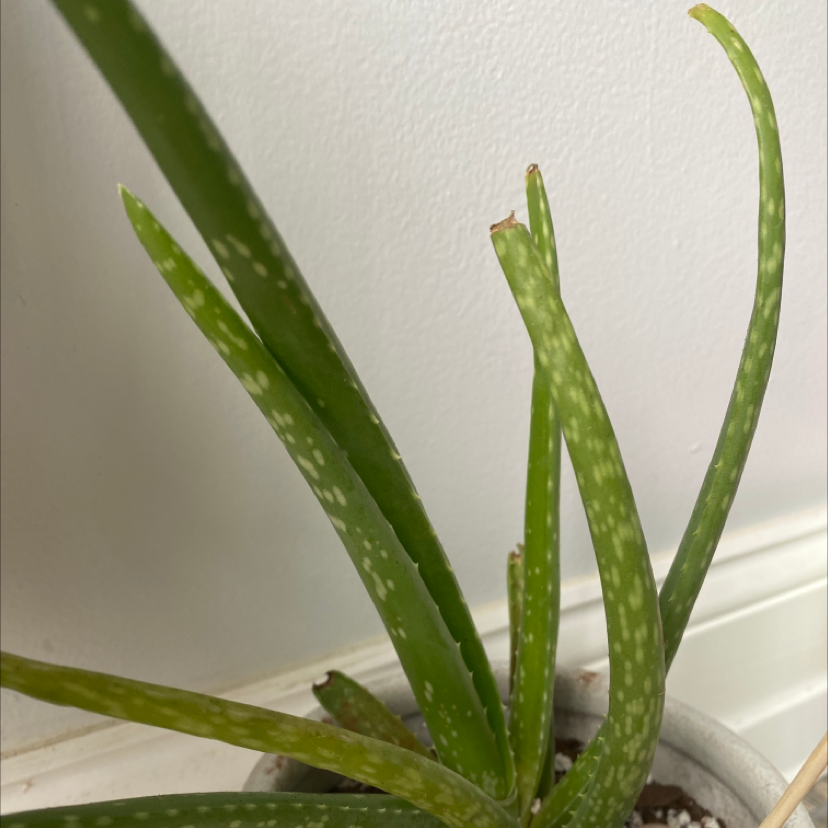 Aloe vera plant photo by @adrianasplants named Aloe on Greg, the plant care app.
