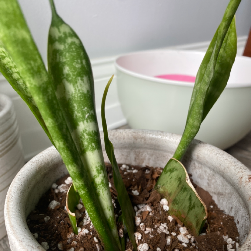 Snake Plant plant photo by @adrianasplants named Snake on Greg, the plant care app.