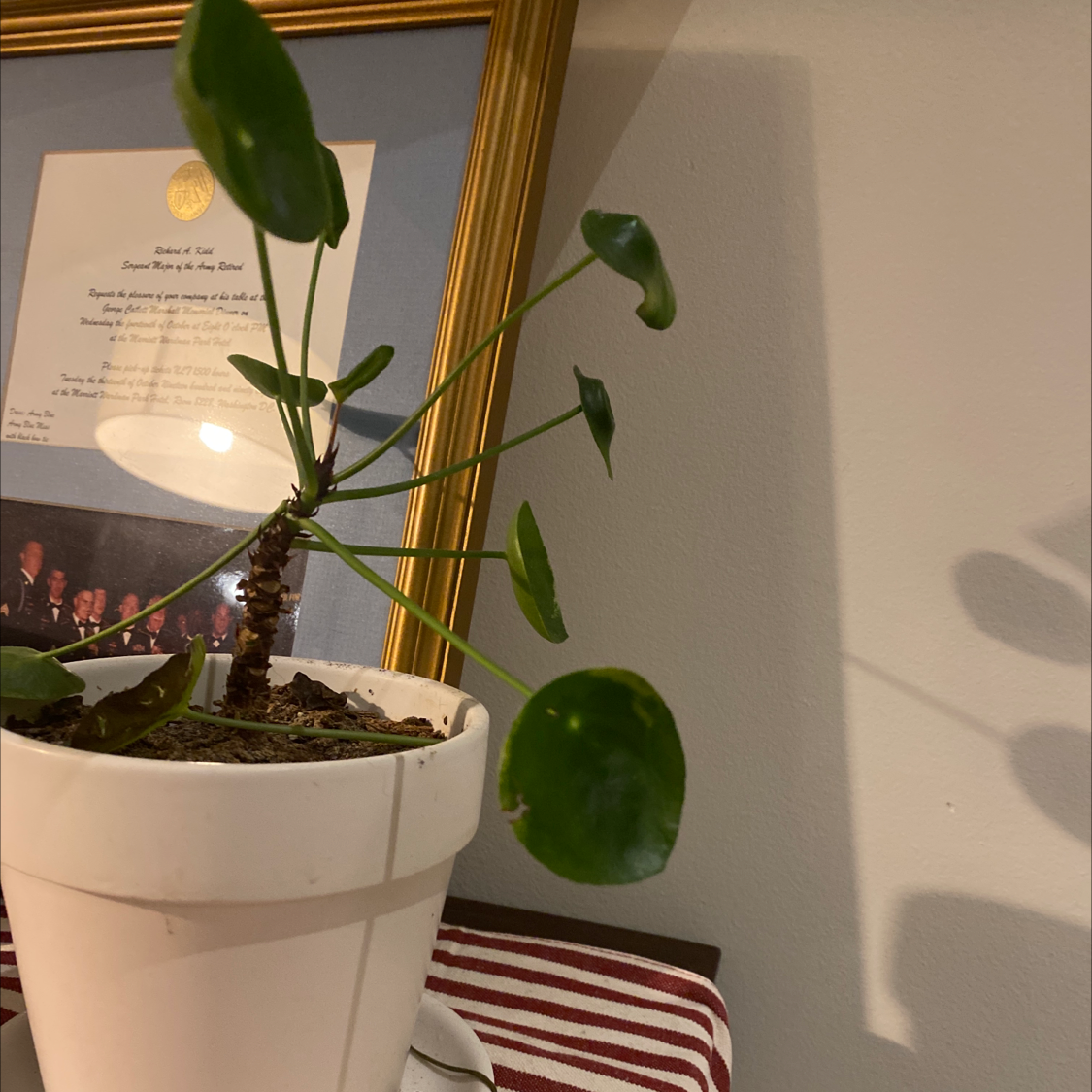 Chinese Money Plant plant photo by Brandy named Schmoney plant on Greg, the plant care app.