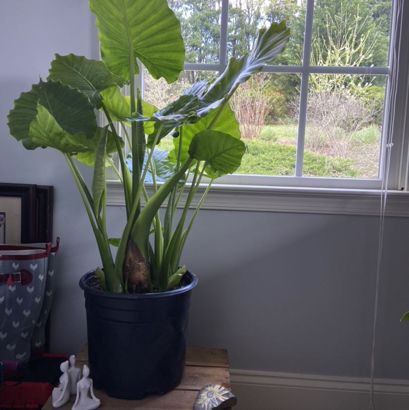 Photo of the plant species Night-Scented Lily by @venusthightrap named Elephant Ear on Greg, the plant care app