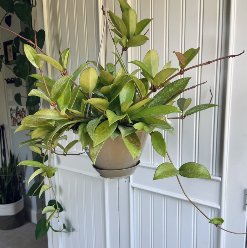 Hoya Pubicalyx plant in a hanging pot with some yellowing and browning leaves.