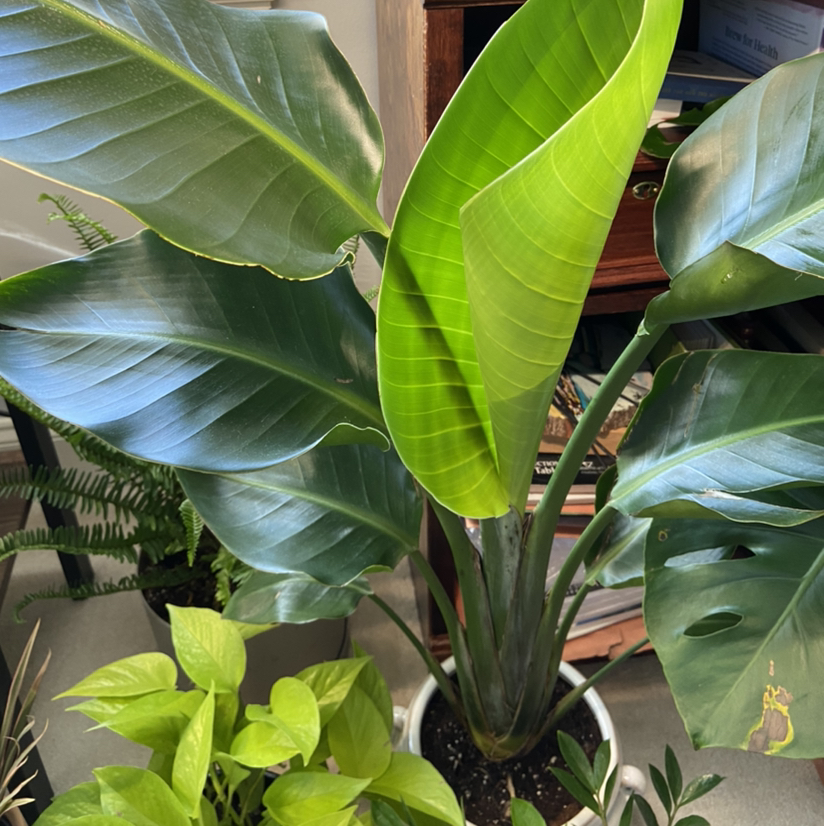 Photo of the plant species Bird of Paradise by @venusthightrap named Dolores on Greg, the plant care app