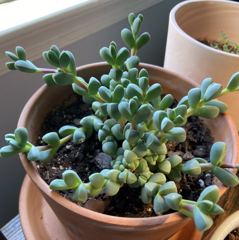 Photo of the plant species Ice plant by @venusthightrap named Stella on Greg, the plant care app